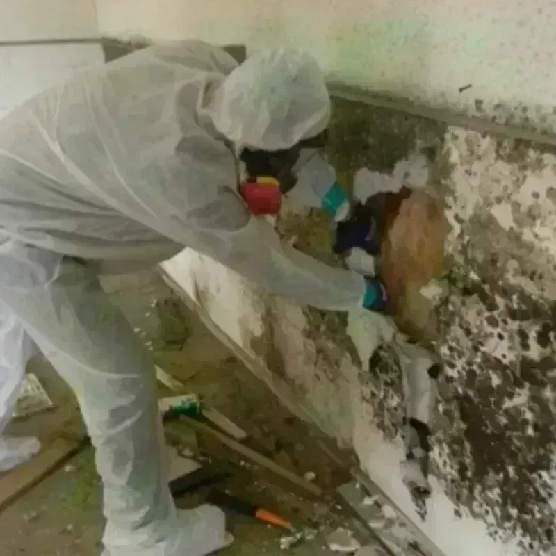 Mold Remediation and Removal in Murfreesboro, AR